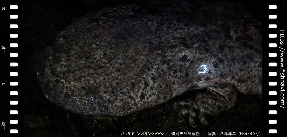 フィッシュナビ
