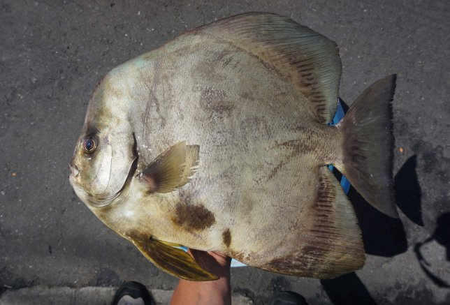 ★今月の１枚（２０２５年９月号）～珍魚トロピカルな魚（ツバメウオ）～