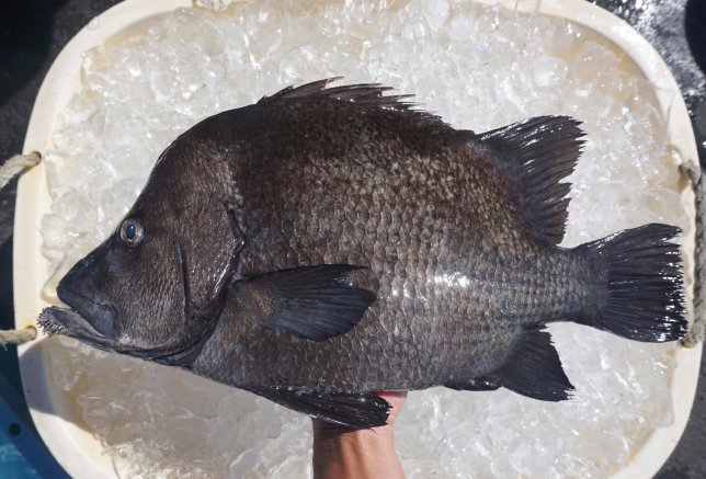 ★今月の１枚（２０２５年１０月号）～超レア魚（ヒゲダイ）～