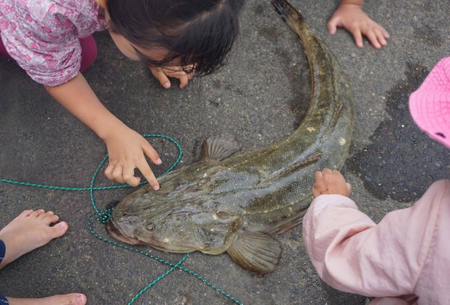★今月の１枚（２０２５年１１月号）～大きいコチが上がったよ～