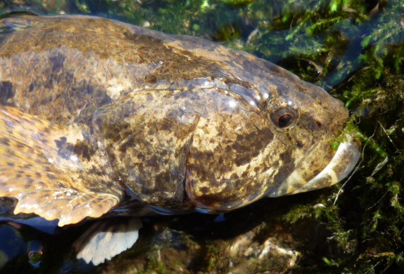 山陰里帰り 巨大ドンコ捕獲 山陰のブチ怪物シリーズ フィッシュナビ ブログ