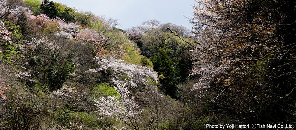 鎌倉谷戸の春