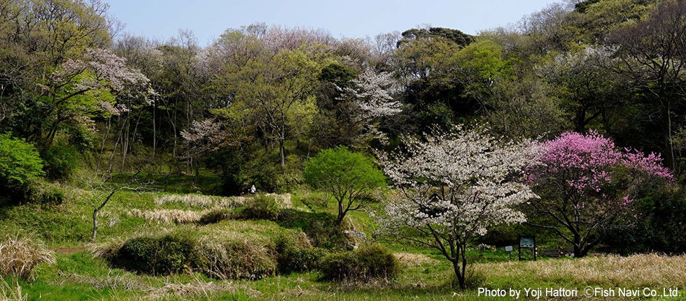 春の息吹 （鎌倉市中央公園）