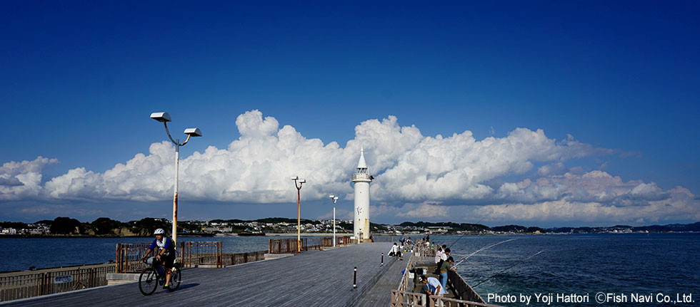 鎌倉沿岸地域と入道雲　（江の島灯台より撮影）