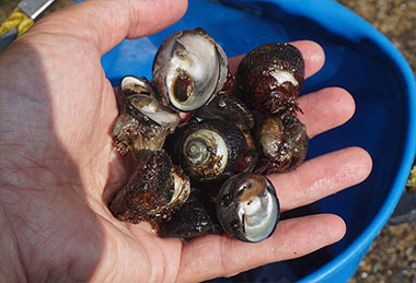 磯のプチグルメ（たま貝）和賀江島