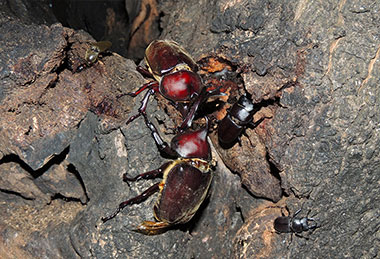 カブトムシの戦い（台峰7～8月）