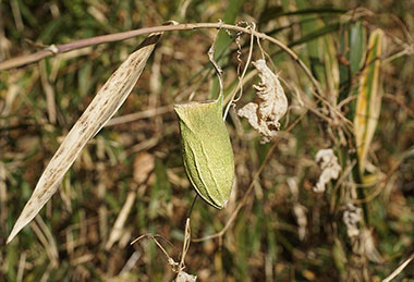 美しいウスタビガの繭（台峰1月）