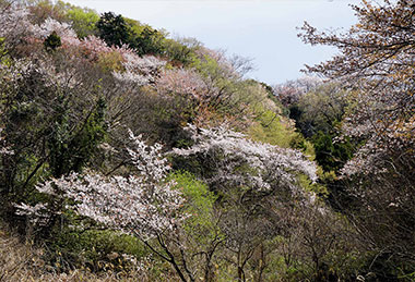 鎌倉谷戸の春（3月下旬～4月初旬）