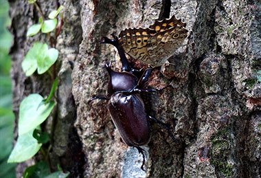 カブトムシとヒカゲマダラ（台峰7～8月）