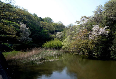 春の夫婦池（3月下旬～4月初旬）