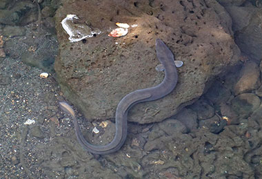 ウナギC（鎌倉市内河川）