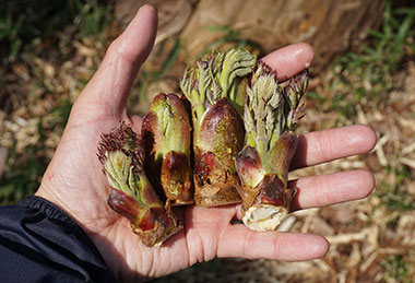 タラの芽（メダラ）3月～4月