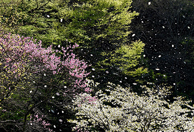 花散らしの嵐（鎌倉中央公園）