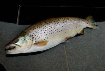 大きなブラウントラウトはとても大食漢、腹を裂くと胃袋からは１５尾ものワカサギが出てきました。芦ノ湖マスたちの主食がワカサギであることが分かります。