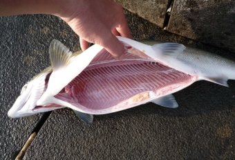 私は釣った魚を（食べるために）キープする主義ですが、無駄には取らない（釣らない）主義です。そしてキープするからには、苦痛の減らす為に素早くシメてあげるのが鉄則で、かつ美味しく食べるためには早急かつ適切な処理をしてあげることが不可欠です（理想は現場処理がベターです）。エラ・内臓・血合いを取除き、可能な限り血抜きをしてあげます。また首根っこに刃を入れて骨神経を遮断しておけば簡易的な神経締めにもなります。これをするか否かで、味だけでなく保存できる日数にも大きな差がでます。