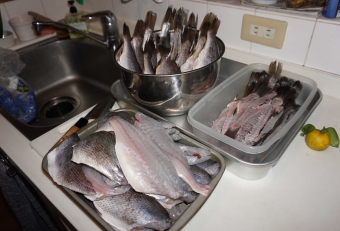 今日の食材は「ニベ」、イシモチの仲間でキレイな白身の魚なので一般的には練りものに利用されますが、どんな料理にしても美味しく頂けます。干物作りの行程はたった３つ、１）ワタをキレイに取除き三枚下ろし、２）それを塩水に漬け、３）あとは寒風に晒すだけ、それで美味しい干物が完成します。これを焼き枯らして、幽庵地（醤油・酒・ミリンを同量に入れ、そこに柚子を入れたもの）に一晩漬けると、もっと美味しくなります。