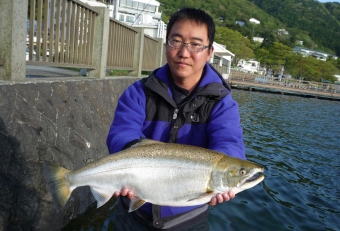 芦ノ湖のサクラマス釣りはその年ごとに傾向があり、手をかえ品をかえ何とかサクラマスを手にできるように頑張ってます。そもそも「サクラマス釣り」は「出会い系」の要素が非常に強く（特に河川でのサクラマス釣りは遡上のタイミングが合わない限りは全く釣れないので尚更）、それゆえに“難易度が高い釣り”と祀り上げる人が多くいますが、ズバリそれは間違っています。そもそもサクラマスは非常に貪欲な性格で食いしん坊、目の前に餌さえがあれば喰ってきますので、どの回遊コースと水深に仕掛けを流すかがこの釣りの最大の肝になります。勿論、それをやり続ける根気は必要となりますが、その読みが見事的中すると丸々とした銀白色の魚体を手にすることができます。