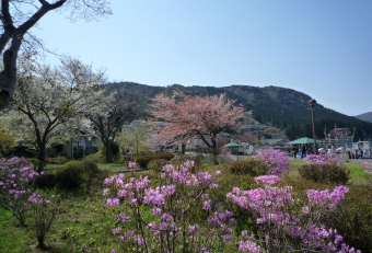 箱根芦ノ湖にも遅い春がきました。芦ノ湖は標高７２３メートルに位置し、季節の流れは都心よりも２週間ほど遅れて訪れます。