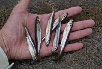 芦ノ湖で生態系の担う貴重な魚。芦ノ湖では独自の種苗生産技術が確立し完全自湖生産が可能となった。箱根町の魚として制定されており、毎年１０月１日には宮中に献上されています。
