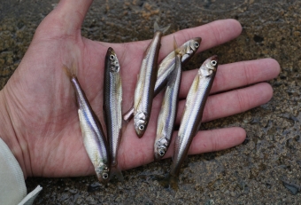 トラウトの大好物であるワカサギは、湖の生態系の底辺を担う貴重な魚です。ここ芦ノ湖では、独自のワカサギの種苗生産技術が確立し、全て自湖生産で賄うことが可能となりました。芦ノ湖ワカサギは「箱根町の魚」として制定されており、毎年１０月１日には宮中に献上されています。