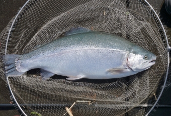 ４～５月頃の芦ノ湖では、ワカサギが産卵で大量に接岸し、それを飽食したマスは体を太らせております。まさに全身トロの極上マスといえます。