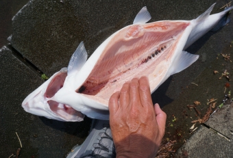 私は釣った魚を（食べる為に）キープする主義ですが、無駄には捕らない（釣らない）主義でもあります。そしてキープするからには、苦痛の減らすために素早く〆てあげるのが鉄則で、かつ美味しく食べるためには早急に下処理をしてあげることが不可欠です（現場処理が理想です）。私の場合、まずエラ・内臓・血合いを取除き、そして可能な限り血抜きをしてあげます。最後に全体をキレイに洗って、タオルで水気を十分に拭き取り、後はキンキンに冷えたクーラーボックスに投入すれば完璧です（魚に水分が直接触れないよう、氷と分けましょう）。これをするか否かで、味だけでなく保存日数にも大きな差がでるでしょう。