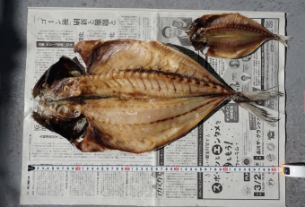 巨大真アジで干物を作りました、何とその大きさ５０センチ級！ 魚好きなら誰もが一度はトライしてみたい巨大料理の1つです。右上にあるのが通常サイズの干物（比較用として）。