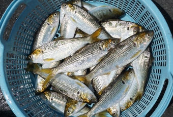 通年釣れる魚ですが、市場では梅雨の時期によく出回る気がします。成長段階に応じて呼び名が変わる出世魚で、５センチまでの幼魚をシンコ、１０センチぐらいまでがコハダ、１５センチ以上をコノシロと呼ばれています。寿司ダネではシンコが重宝されます。