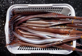 相模湾では水温が高い夏季に姿を現します。日本近海に生息しているヤガラは主に３種類。代表的な「赤ヤガラ」をはじめ、「青ヤガラ」、「黄ヤガラ（ヘラヤガラ）」が生息しています。大きいモノは高価ですが、小さいものは殆ど市場価値がないみたいで、このようにまとめ売りされています。小さいといっても胴体だけでも４０センチぐらいあり、食べごたえは十分、しかも美味いのです。これで１０００円（２０～２５本入り）という破格値で売っていました。