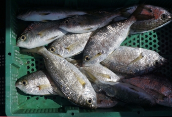 海釣りでは定番の外道で、三浦半島でよく釣れます。神奈川では「アゴナシ」とも呼ばれ、傷みが早いので市場には出回りませんが、新鮮なものは塩焼きや干物にすると美味しい魚です。「安い」「新鮮」「美味しい」の３拍子揃った、まさにローカルの地魚といえます。因みに「クロサキ」という名前の由来は、腹を割くと真っ黒であること、口が長く伸びることから鷺（サギ）の嘴みたいであることからきております。