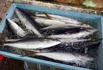 秋頃になると相模湾に現れます。青物シリーズではあまりフォーカスの当たらない魚ですが、大型サイズ（６０センチ以上／２キロ以上～）は脂が乗っており非常に美味しいです。料理法はブリと同じでＯＫ、刺身、焼き、煮る、何でも相性が良いです。英名は「レインボーランナー」といい、海外（温暖エリア）でも釣れます。