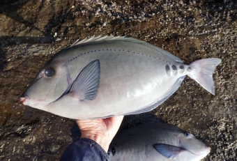 磯釣りでよく釣れる魚です。磯物のクセモノ４天王として「アイゴ」「イスズミ」「タカノハダイ」「ニザダイ」の４種が挙げられます。いずれも年中漁獲される魚ですが、春と夏は不味くて（鼻にツンとくる香りと味にクセがある）食用には不向きですが、冬になると美味しくなります（香りやクセが消えます）。時期により（食べるエサにより）風味や味が変わることを知っておきましょう。