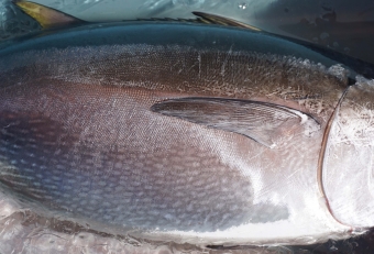 夏になると相模湾でも１００キロを超える大きなクロマグロが回遊し、かつてはダイナミックな釣りを楽しむことができました。しかしここ近年、クロマグロの資源回復のため、国際レベルで採捕制限を設けるようになりましたので、必ずそのルールを守ってください。概ねのルールを載せますので、クロマグロ釣りをされる方はお気をつけください（水産庁参考）。小型魚（30kg未満、シビ、ヨコワ、メジ含む）は採捕禁止。もし釣れてしまったら直ちに逃がす。大型魚（30kg以上）のキープは1人1尾まで。キープしたクロマグロの重量・海域等を水産庁に報告する（５日以内）。期間や地域ごとに採捕できる量（トン）が決まっており、その枠の上限が迫ると、水産庁から禁止措置が公示されるので、それに必ず従う（＝クロマグロ釣りが禁止となる）。以上が概ねのルールです。その内容は、資源の状況に応じて余儀なく変更する場合がありますので、詳しくは水産庁のホームページを確認ください。