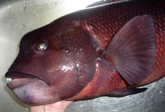 カンダイ（寒鯛）・・タイという名前がついておりますが、ベラ科の魚なので、私は巨大寒ベラと言っております。分厚いアゴには頑丈な歯が備わっており、サザエの殻もバリバリ砕いてしまうほど強靭な顎の持ち主です。