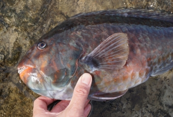 見かけは地味でグロテスクですが、食べると美味しい魚です。ブダイは１年中見かける魚ですが、夏と冬とではエサや釣り方がちがうのが特徴です。特に人気があるのは、冬にハバノリ（羽葉苔）をエサにするウキ釣りで、もちろんハバノリは釣り場で調達することができます。夏になるとカニをエサにつかったミャク釣りが主流で、クロダイ釣り同様近場で狙うことができます。ただ夏はブダイの産卵期で、身が痩せているので（冬よりも）味が劣ります。