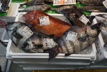 相模湾では3～4月がイシダイの漁獲が最盛期。店先にたくさん活締めされたイシダイが並び、まだ体がピクピク動いているほどの新鮮ぶりです。高級魚にしてはお手頃な値段であることから、イシダイを食すなら今がチャンスといえます。