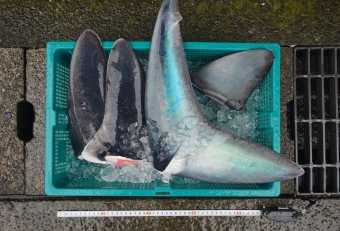 1匹のサメから取れるフカヒレ原料は、胸ビレ（２枚）、尾ビレ（1枚）、尾ビレ（1枚）の計４枚。またサメの種類もそれぞれで、形状や大きさ、またヒレの部位によってもその機能が異なるため、ひと口に「サメのひれ」といっても、「フカヒレ」に加工した時の仕上りや食感は多種多様。これぞ天然素材ゆえの面白いところですね。