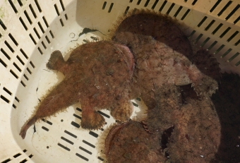 一般的に私たちが食べているアンコウは「メス」の方で、市場に出回るのは３キロ～１５キロぐらいが多く、時には２０～３０キロ級の横綱級が上がり、～最大５０キロ級（２メートル近く）まで成長します。それに対してオスは極小で大きさはせいぜい手のひらサイズ～４０センチ程度で身が少ないので食用には向きません。魚の世界では「あるある」です。