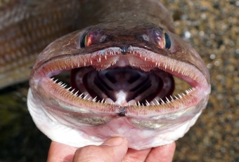 完全な魚食性。口が大きく裂けており悪食、口に入る獲物は何でも飲み込んでしまいます。それを受け入れる胃袋も大きい。