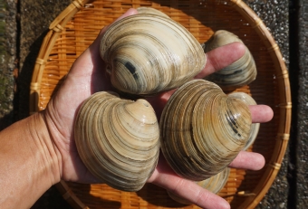 北米原産の外来種であり1990年代に日本での存在が確認されてから、近年東京湾を中心にその数を増やしている。北米ではクラムチャウダーの具にしている。