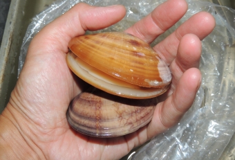 ハマグリやアサリ漁の外道であるコタマガイ。見かけはハマグリに似ているけど、よく見ると何か違うことに気づきます。体高はハマグリより低く平べったい。そして貝殻が分厚く重みがあるのが特徴。ハマグリやアサリのようにまとまって採れず、知名度も低く、漁師さんもお金にならないや～と嘆いていました。食べてみると美味しい貝で、マイナーながら隠れた名品といったところでしょうか。