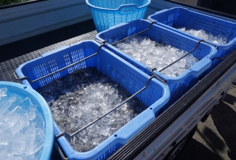 獲れたシラスにたっぷり氷をかけ、キンキンに冷えた状態をキープしながら輸送します。帰港後、軽トラに積んですぐに各店舗に運ばれ、即座に売り出されます。