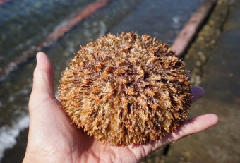 漁師が廃棄したものを貰いました。巨大なバフンウニ調ですが、触手の先端がラッパ状になっており、そこに毒があるので注意が必要です。これは表面が乾き触手が萎んでいるので、手で触っても問題ありませんでしたが、極力持たない方がよいでしょう。