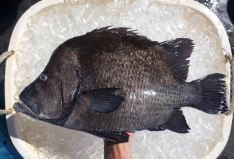 この魚は「ヒゲダイ」というレアな魚です。もともとは離島や温暖域にいる魚ですが、ここ近年、（温暖化の影響なのか）相模湾の定置網で希に漁獲されるようになりました。ヒゲダイの由来はシンプル、下顎に肉質のヒゲが生えていることからきております。そして見かけは画像の通り、黒々しく、トゲトゲしく、ウロコは古代魚のような粗々しさがあり、その容姿は、お世辞でも美しいとはいえません。しかし「味」となると全く別物！食べると究極美味な魚で、むしろこの味に勝る魚を見つける方が大変なぐらいです。身が美しく、身質が良く、シッカリ脂がのり、口に入れると「甘味」「旨み」が混在し、後味もよい・・、まさに非の打ちどころがない美味しさです。ひと昔はあまり見向きもされなかった魚ですが、その味が高評価され、今となっては高級魚の部類にのし上がった魚の一つです。もしヒゲダイに出逢ったら、是非とも食べてみてください。ビックリするほど美味しいです。