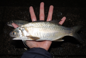 もともと温暖域にいる魚で、ここ相模湾で見るのは非常に珍しいです。コノシロ（ニシンの仲間）という名がつきますが、分類的にはスズキの仲間です。
