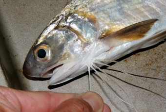 この５本のヒゲは「遊離軟条」といい、砂地にいる餌を探すセンサーの役割をします。下あごが小さいことから、別名「アゴナシ」と呼ばれております。