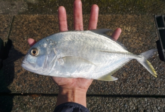 メッキ（ロウニンアジ）の特徴は、「尾鰭の下部が黄色い」ことで区別がつきます。メッキとは、ヒラアジ系（ロウニンアジ、ギンガメアジ、オニヒラアジ、カスミアジなど」の幼魚のことを総称していいます。本来は南国にいる大型魚ですが、夏になると小さい幼魚が黒潮に乗って地元相模湾にもやってきます。夏頃はまだ１０センチ未満ですが、秋になると２０～３０センチほどにまで成長し、岸からルアーで釣ることができます。しかし、これらメッキは悲しい運命の持ち主で、真夏に黒潮に運ばれた熱帯魚たちは帰る場所を失い、厳寒期になるにつれて死んでしまいます。これを「死滅回遊魚」といいます。