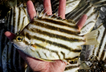 美味しくなさそうで、実はメチャクチャ美味しい魚・・・それは「カゴガキダイ」です。もし釣れたら必ず「お持ち帰りリスト」に追加してください。魚屋で売ってたら是非買ってください。体や腹には多くの油分を含んでおり、とにかく美味しいの一言に尽きます。