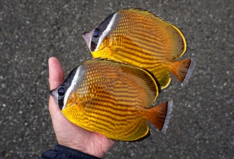 見た目の通り、南国に棲むトロピカルフィッシュですが、夏になると黒潮に乗って相模湾にやってきます。食用としてフォーカスを当てられない魚ですが、実は脂がのりとても美味しい魚です。まさに季節限定の地魚珍味グルメといったところでしょうか。チョウチョウウオは悲しい運命の持ち主で、夏に黒潮に運ばれた熱帯魚たちですが、冬になると帰る場所を失い凍えて死んでしまいます。これを「死滅回遊魚」といいます。