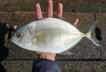 相模湾では滅多に見られない、いわばレアなメッキです。メッキの中でも非常に美味で、身に弾力があり、味はカイワリ系に近いです。メッキとは、ヒラアジ系（ロウニンアジ、ギンガメアジ、オニヒラアジ、カスミアジなど」の幼魚のことを総称していいます。本来は南国に生息する大型魚ですが、夏に黒潮に乗った当歳魚（その年に生まれた幼魚）は、本来の生息域を超えて北上し、地元相模湾にもやってきます。夏頃はまだ１０センチ程度の大きさですが、秋になると２０～３０センチほどにまで成長し、岸からルアーで釣ることができます。しかし、これらメッキは悲しい運命の持ち主で、真夏に黒潮に運ばれた熱帯魚たちは帰る場所を失い、厳寒期になる頃には、海水温の低下とともに死滅する、いわば「死滅回遊魚」として知られています。